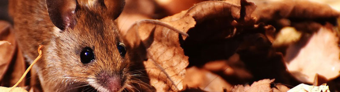 Problemas com Ratos Dentro da Casa  24 HORAS